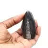 Fossiler Orthoceras aus Marokko - 1