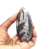 Fossiler Orthoceras - 1