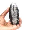 Fossiler Orthoceras aus Marokko - 1