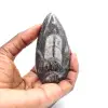 Fossiler Orthoceras - 1