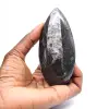 Fossiler Orthoceras aus Marokko - 1