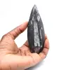 Fossiler Orthoceras aus Marokko - 1