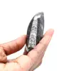 Fossiler Orthoceras - 1