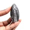 Fossiler Orthoceras - 1