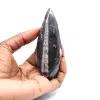 Fossiler Orthoceras - 1