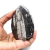 Fossiler Orthoceras aus Marokko - 1