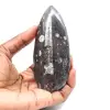 Fossiler Orthoceras - 1