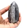 Fossiler Orthoceras aus Marokko - 1
