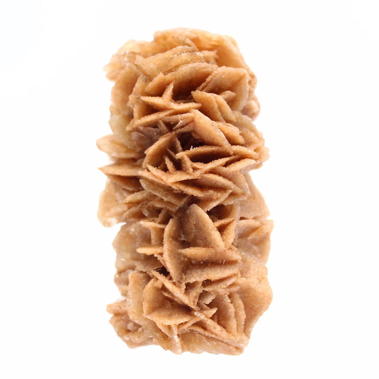 Fossile Sandrose aus Tunesien