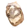 Versteinertes Holz Ornament, polierte Scheibe, Sammlerstück, Madagaskar - 1