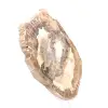 Versteinertes Holz Ornament, polierte Scheibe, Sammlerstück, Madagaskar - 3