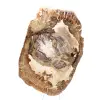 Versteinertes Holz Ornament, polierte Scheibe, Sammlerstück, Madagaskar - 4