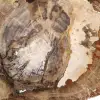 Versteinertes Holz Ornament, polierte Scheibe, Sammlerstück, Madagaskar - 5