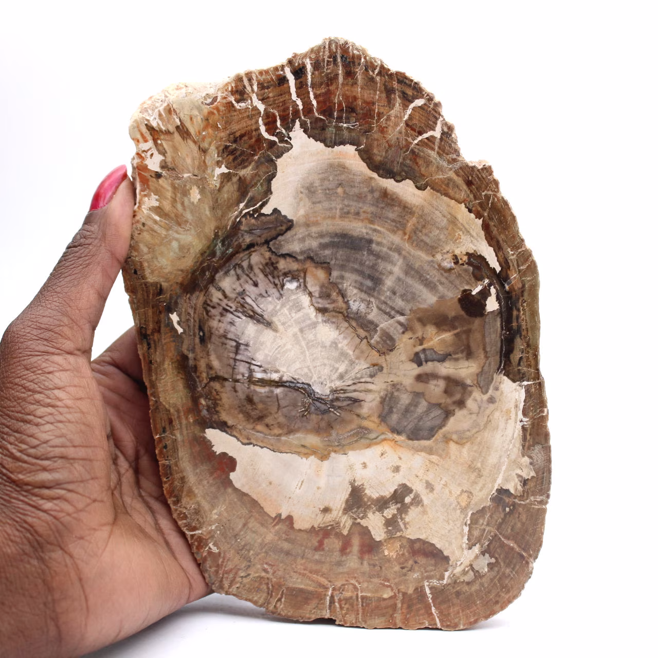 Versteinertes Holz Ornament, polierte Scheibe, Sammlerstück, Madagaskar