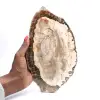 Versteinertes Holz (Scheibe), poliertes Sammlerstück, Fossil aus Madagaskar - 0