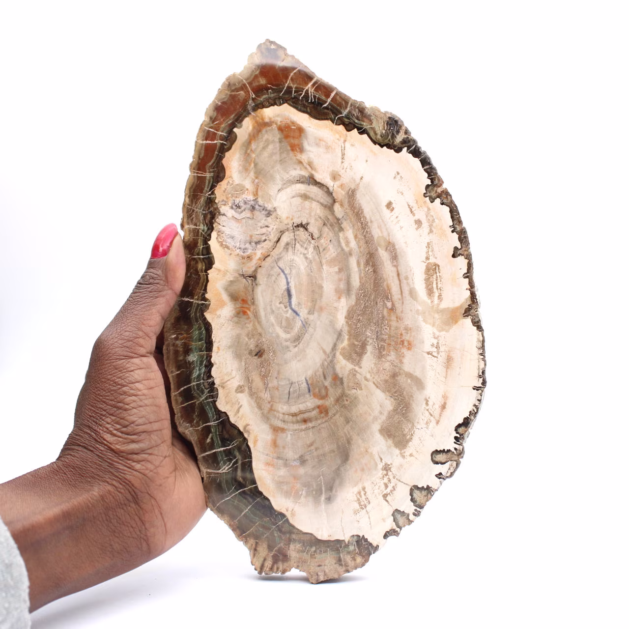 Versteinertes Holz (Scheibe), poliertes Sammlerstück, Fossil aus Madagaskar
