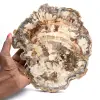 Polierte versteinerte Holzscheibe, Baumfossil, Madagaskar-Sammlung - 0