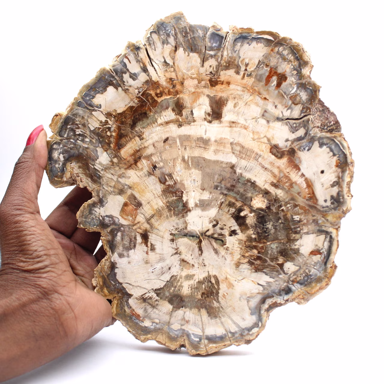 Polierte versteinerte Holzscheibe, Baumfossil, Madagaskar-Sammlung