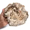 Große Scheibe aus poliertem versteinertem Holz, einzigartiges Ornament, Madagaskar - 0