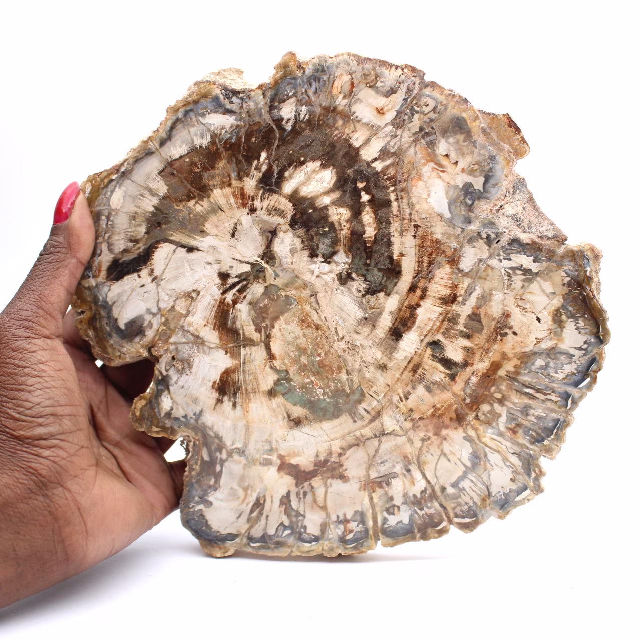 Große Scheibe aus poliertem versteinertem Holz, einzigartiges Ornament, Madagaskar