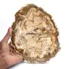 Große Scheibe aus poliertem versteinertem Holz, massives fossiles Sammlerstück, Madagaskar - 0