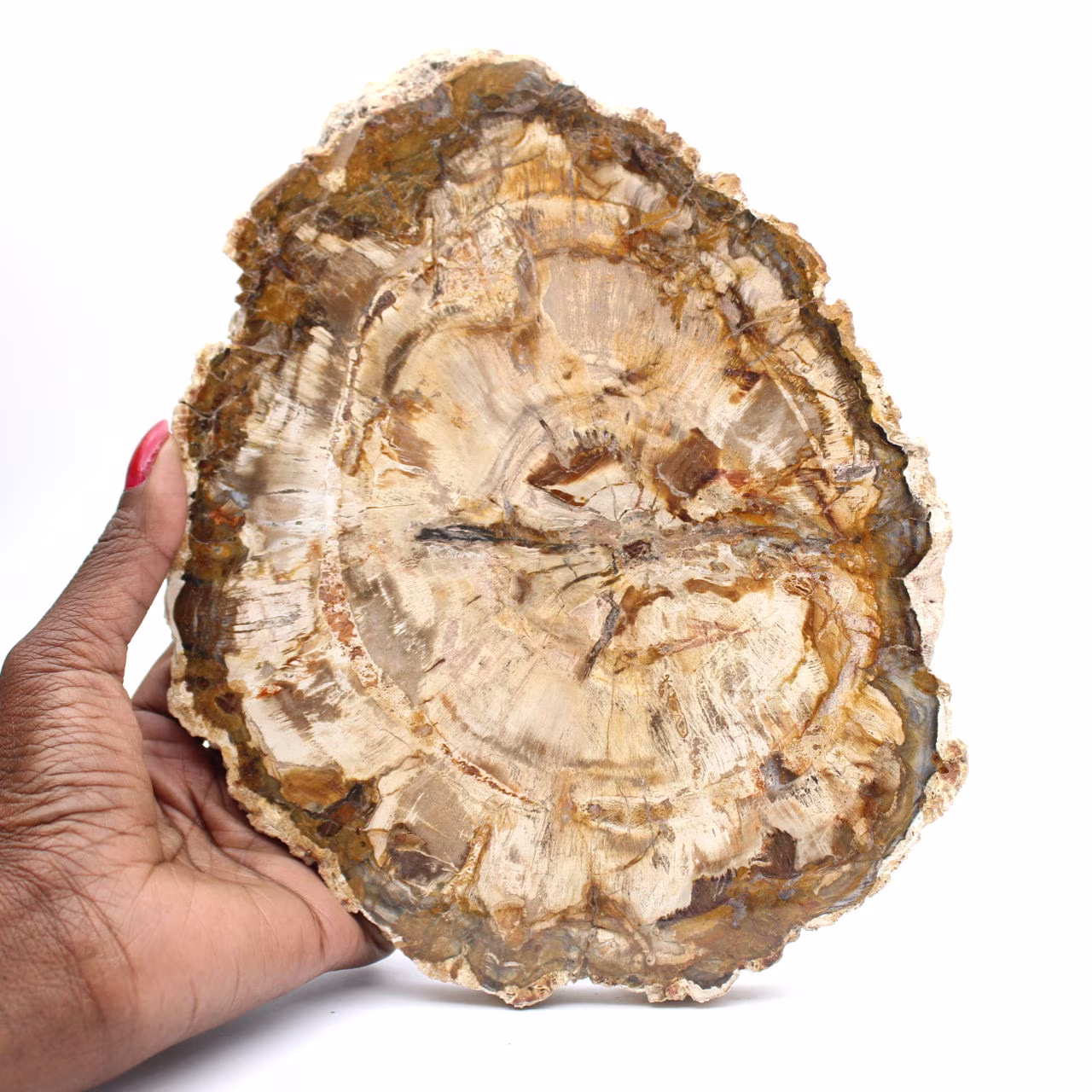 Große Scheibe aus poliertem versteinertem Holz, massives fossiles Sammlerstück, Madagaskar