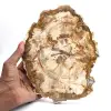 Versteinerte Holzscheibe, poliertes Ornament, Exemplar aus Madagaskar - 0