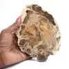 Polierte Scheibe aus fossilem Holz, dekoratives Exemplar, aus Madagaskar - 0