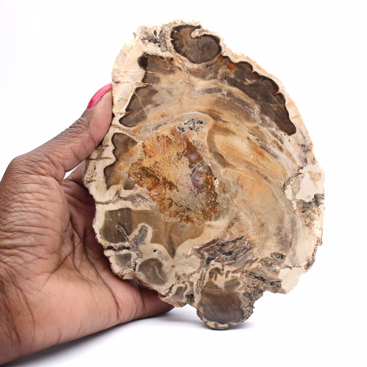 Polierte Scheibe aus fossilem Holz, dekoratives Exemplar, aus Madagaskar