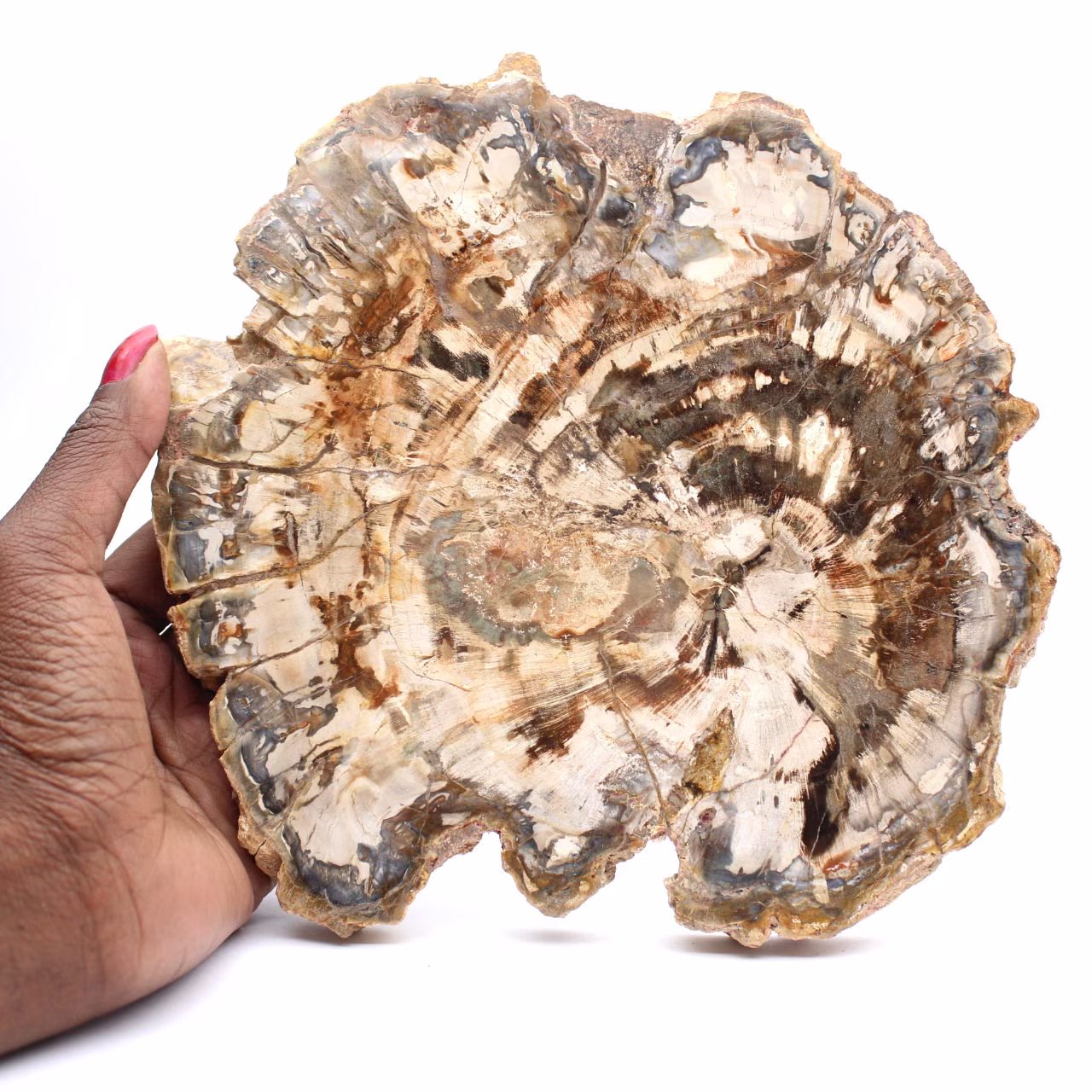 Versteinertes Holz (Scheibe), poliertes Ornament, Sammlerstück, Madagaskar