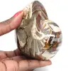 Polierter fossiler Ammonit aus Madagaskar – Dekoration und geologische Wissenschaft - 0