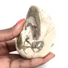Ammonitenexemplar aus Madagaskar – Poliertes Fossil für Sammler - 0
