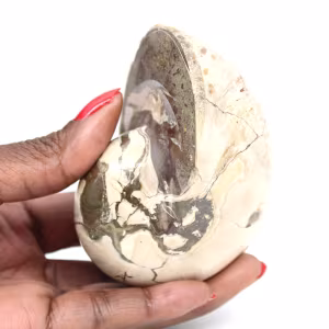 Ammonitenexemplar aus Madagaskar – Poliertes Fossil für Sammler