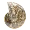 Polierter fossiler Ammonit aus Madagaskar – schmales und schlankes Exemplar - 1