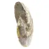 Polierter fossiler Ammonit aus Madagaskar – schmales und schlankes Exemplar - 2