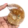 Poliertes Ammonitenfossil – Naturstein aus Madagaskar für Sammler - 0