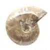 Polierter fossiler Ammonit – Dekoration und paläontologische Wissenschaft - 1