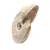 Polierter fossiler Ammonit – Dekoration und paläontologische Wissenschaft - 2