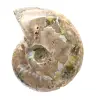 Polierter fossiler Ammonit – Dekoration und paläontologische Wissenschaft - 4