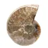 Polierter fossiler Ammonit – Prachtvoller Naturstein zur Dekoration - 1