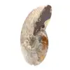 Polierter fossiler Ammonit – Prachtvoller Naturstein zur Dekoration - 2
