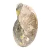 Polierter fossiler Ammonit – Prachtvoller Naturstein zur Dekoration - 3