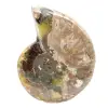 Polierter fossiler Ammonit – Prachtvoller Naturstein zur Dekoration - 4