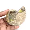 Polierter fossiler Ammonit – Prachtvoller Naturstein zur Dekoration - 0