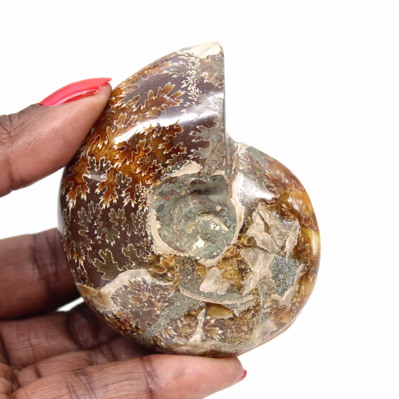 Kleines, poliertes Ammonitenfossil aus Madagaskar – Echtheit garantiert