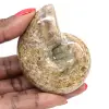 Polierter Ammonit für Sammler – Fossilienschatz aus Madagaskar (100 g) - 0