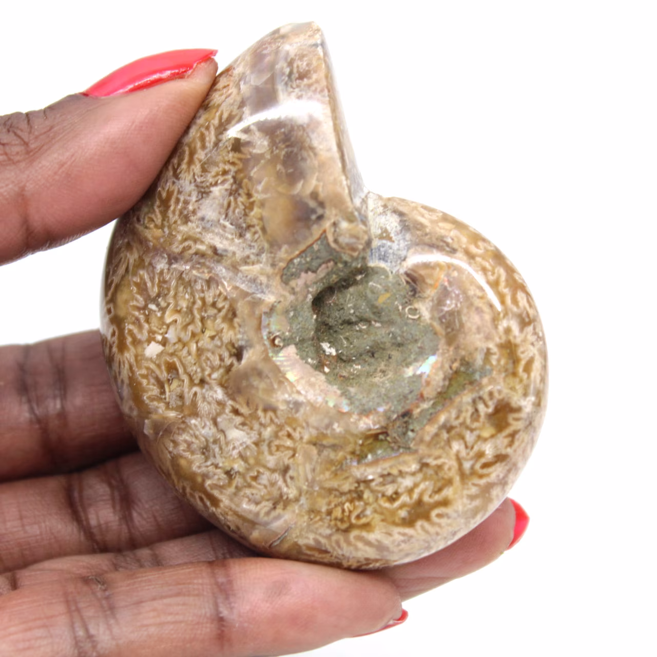 Polierter Ammonit für Sammler – Fossilienschatz aus Madagaskar (100 g)