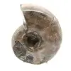Polierter Ammonit – Kleines Sammlerstück aus Madagaskar (80 g) - 1