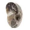 Polierter Ammonit – Kleines Sammlerstück aus Madagaskar (80 g) - 2