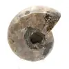 Polierter Ammonit – Kleines Sammlerstück aus Madagaskar (80 g) - 4